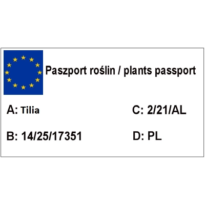 Lipa drobnolistna 'Tilia cordata' Minima